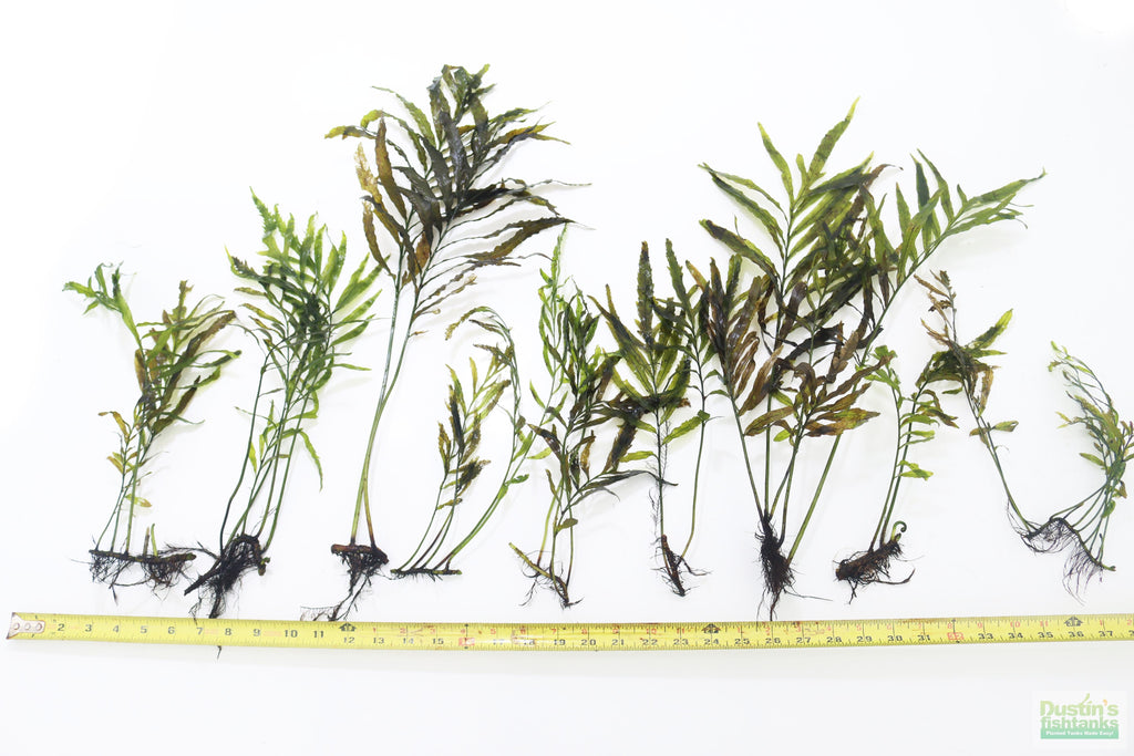Bolbitis_Heudelotii_African Water Fern_aquarium_plant_for_sale