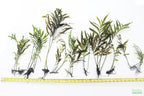 Bolbitis_Heudelotii_African Water Fern_aquarium_plant_for_sale