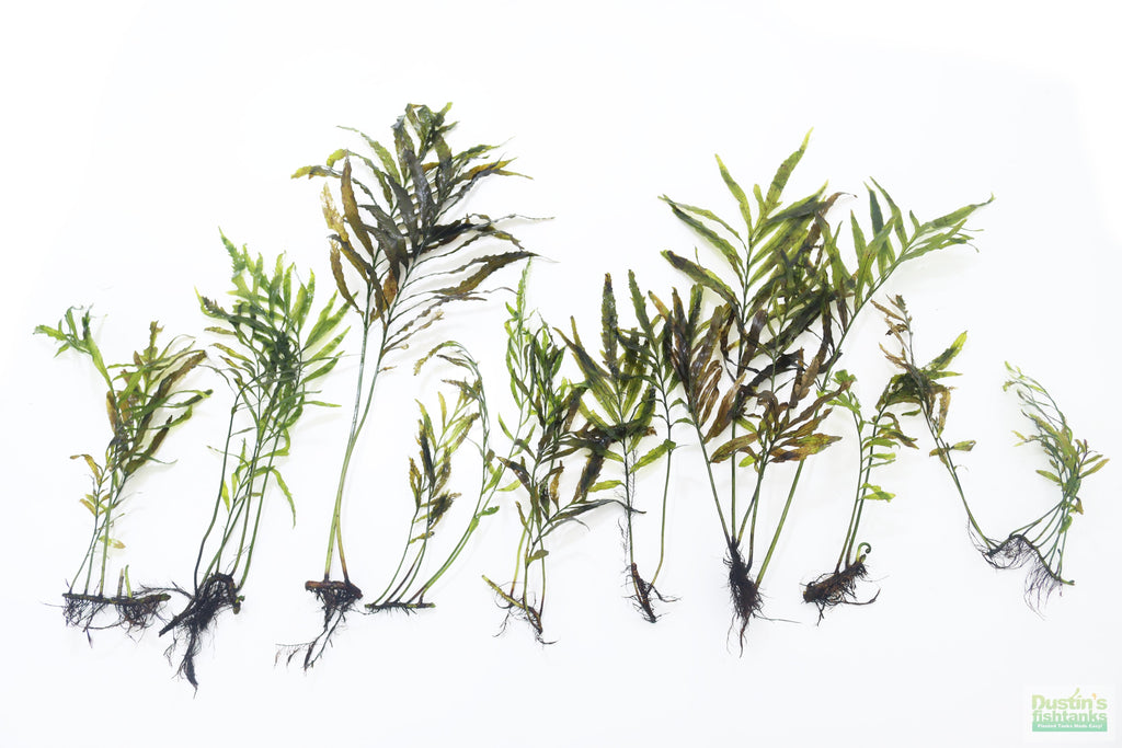Bolbitis_Heudelotii_African Water Fern_aquarium_plant_for_sale