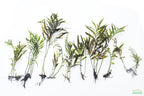 Bolbitis_Heudelotii_African Water Fern_aquarium_plant_for_sale