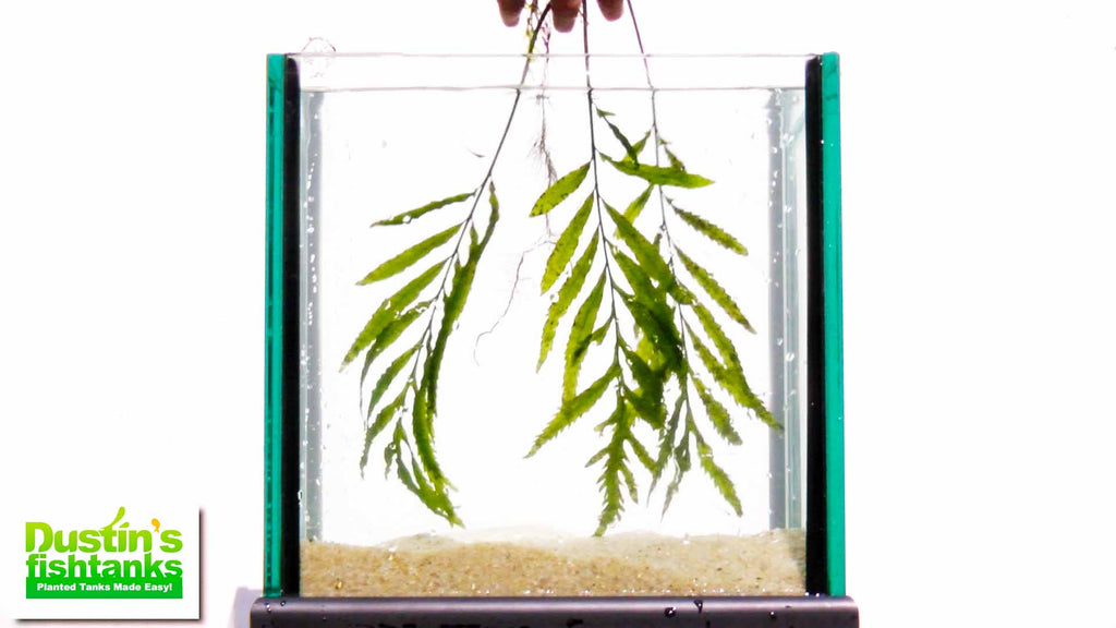 Bolbitis_Heudelotii_African Water Fern_aquarium_plant_for_sale