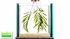 Bolbitis_Heudelotii_African Water Fern_aquarium_plant_for_sale