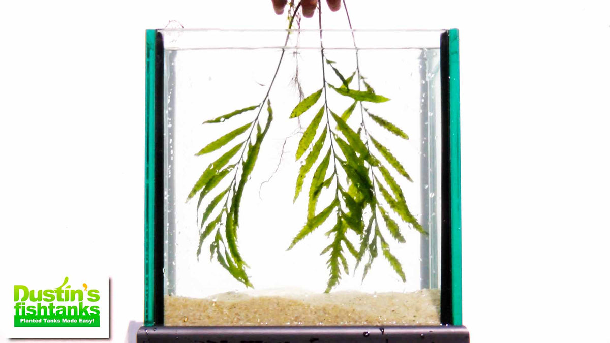 Bolbitis_Heudelotii_African Water Fern_aquarium_plant_for_sale