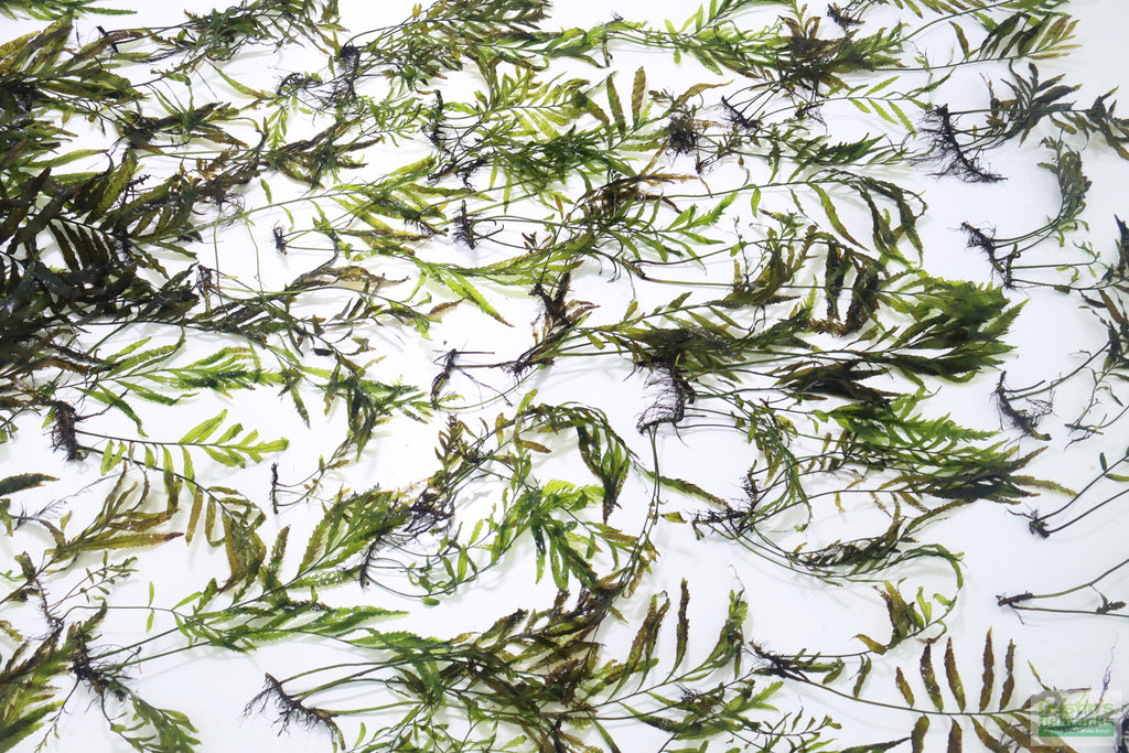 Bolbitis_Heudelotii_African Water Fern_aquarium_plant_for_sale