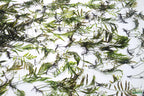 Bolbitis_Heudelotii_African Water Fern_aquarium_plant_for_sale