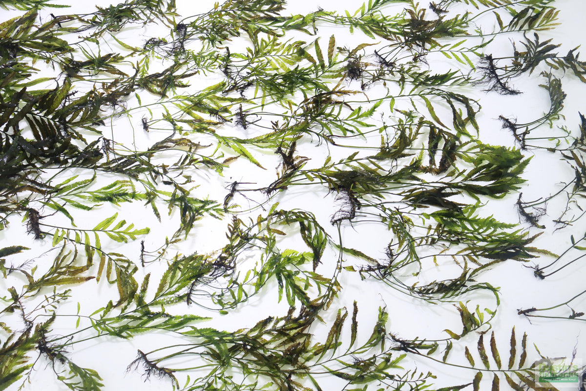 Bolbitis_Heudelotii_African Water Fern_aquarium_plant_for_sale