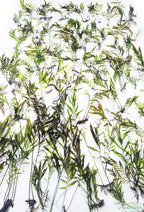 Bolbitis_Heudelotii_African Water Fern_aquarium_plant_for_sale