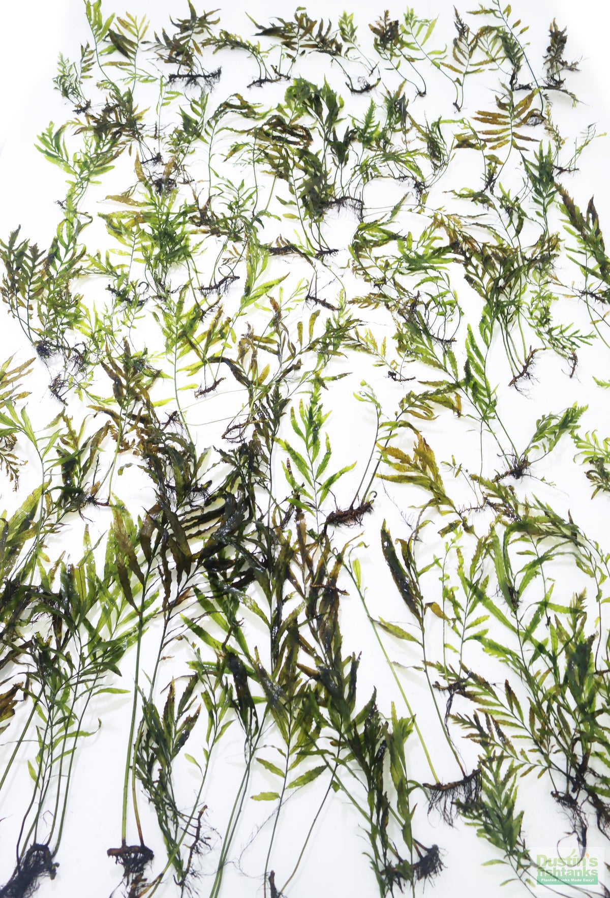 Bolbitis_Heudelotii_African Water Fern_aquarium_plant_for_sale