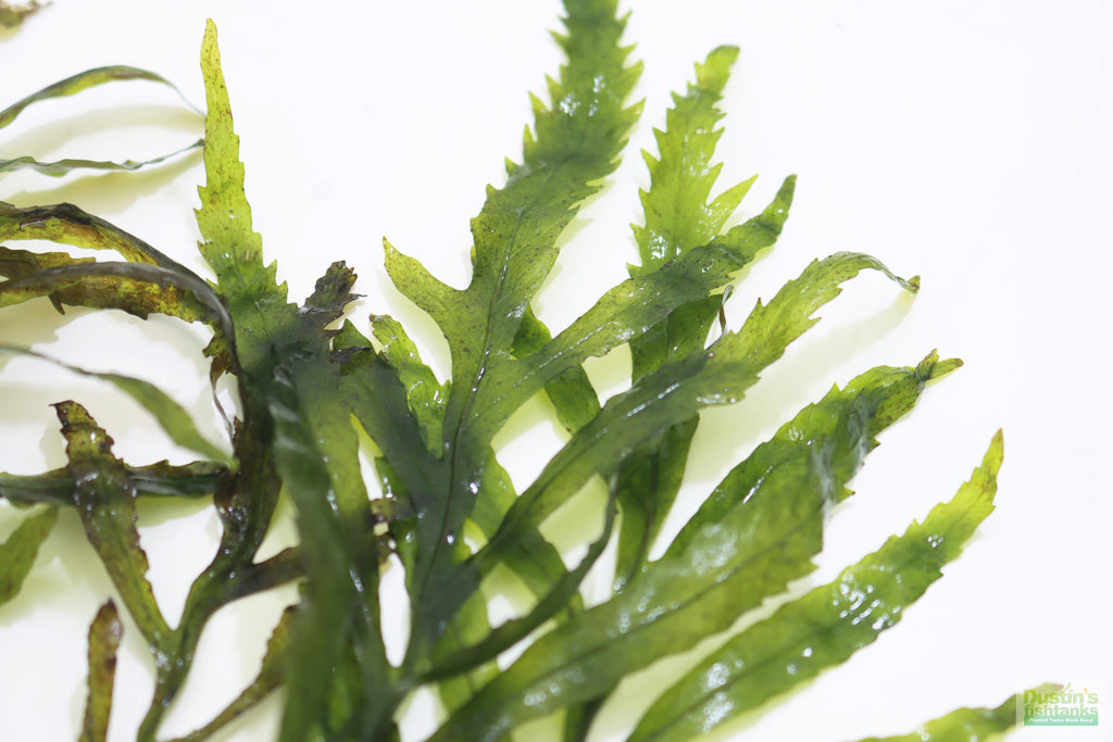 Bolbitis_Heudelotii_African Water Fern_aquarium_plant_for_sale