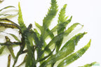 Bolbitis_Heudelotii_African Water Fern_aquarium_plant_for_sale