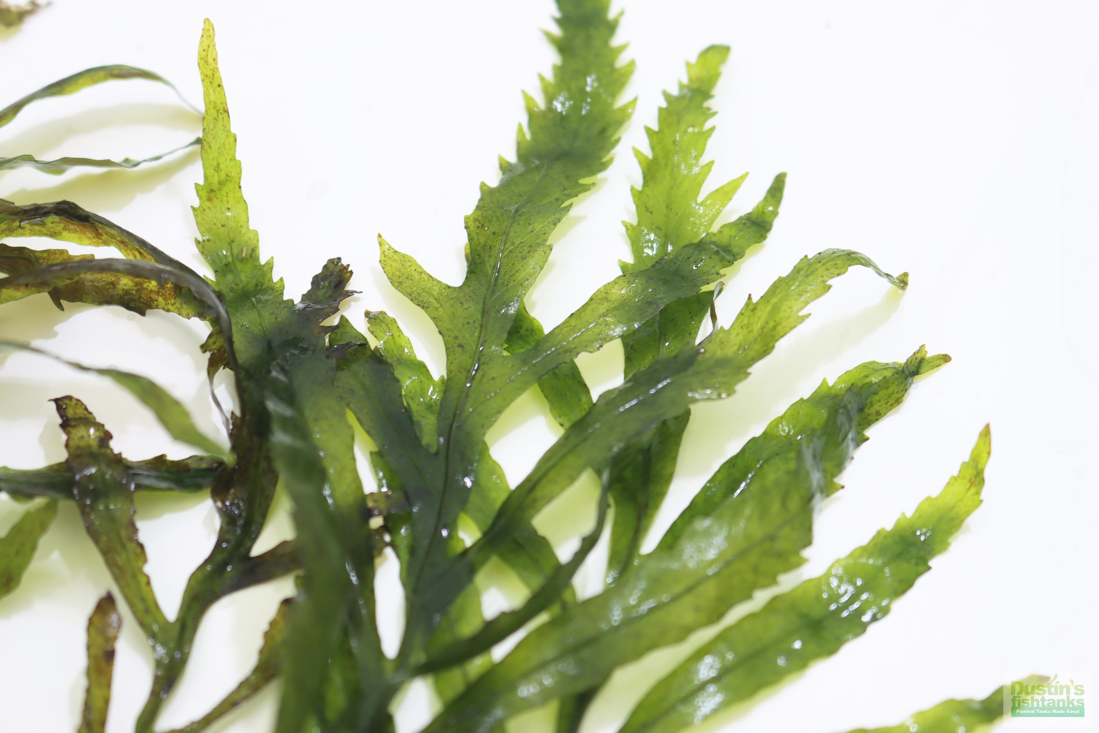 Bolbitis_Heudelotii_African Water Fern_aquarium_plant_for_sale