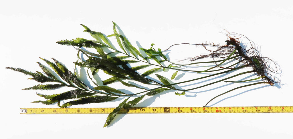 Bolbitis_Heudelotii_African Water Fern_aquarium_plant_for_sale