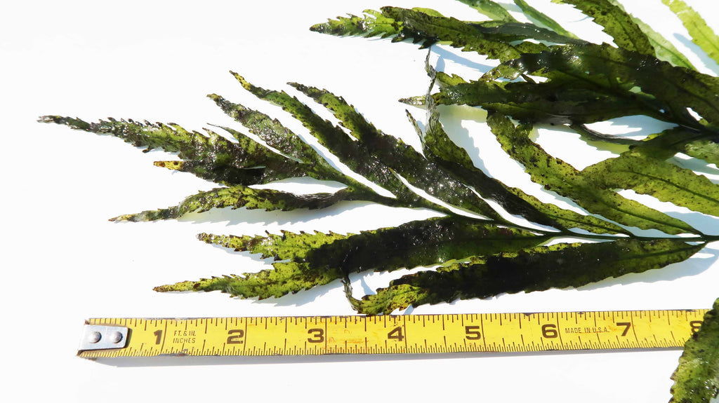 Bolbitis_Heudelotii_African Water Fern_aquarium_plant_for_sale