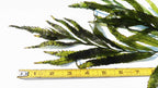 Bolbitis_Heudelotii_African Water Fern_aquarium_plant_for_sale