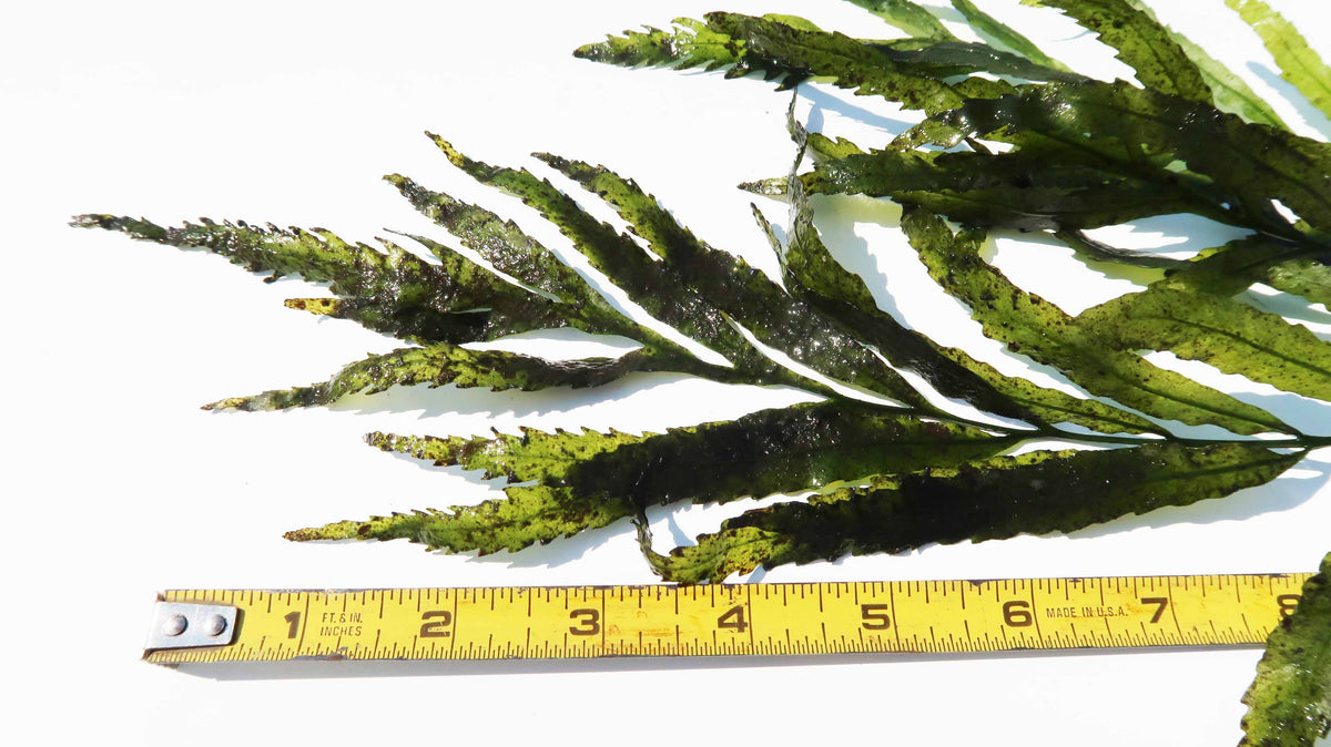 Bolbitis_Heudelotii_African Water Fern_aquarium_plant_for_sale