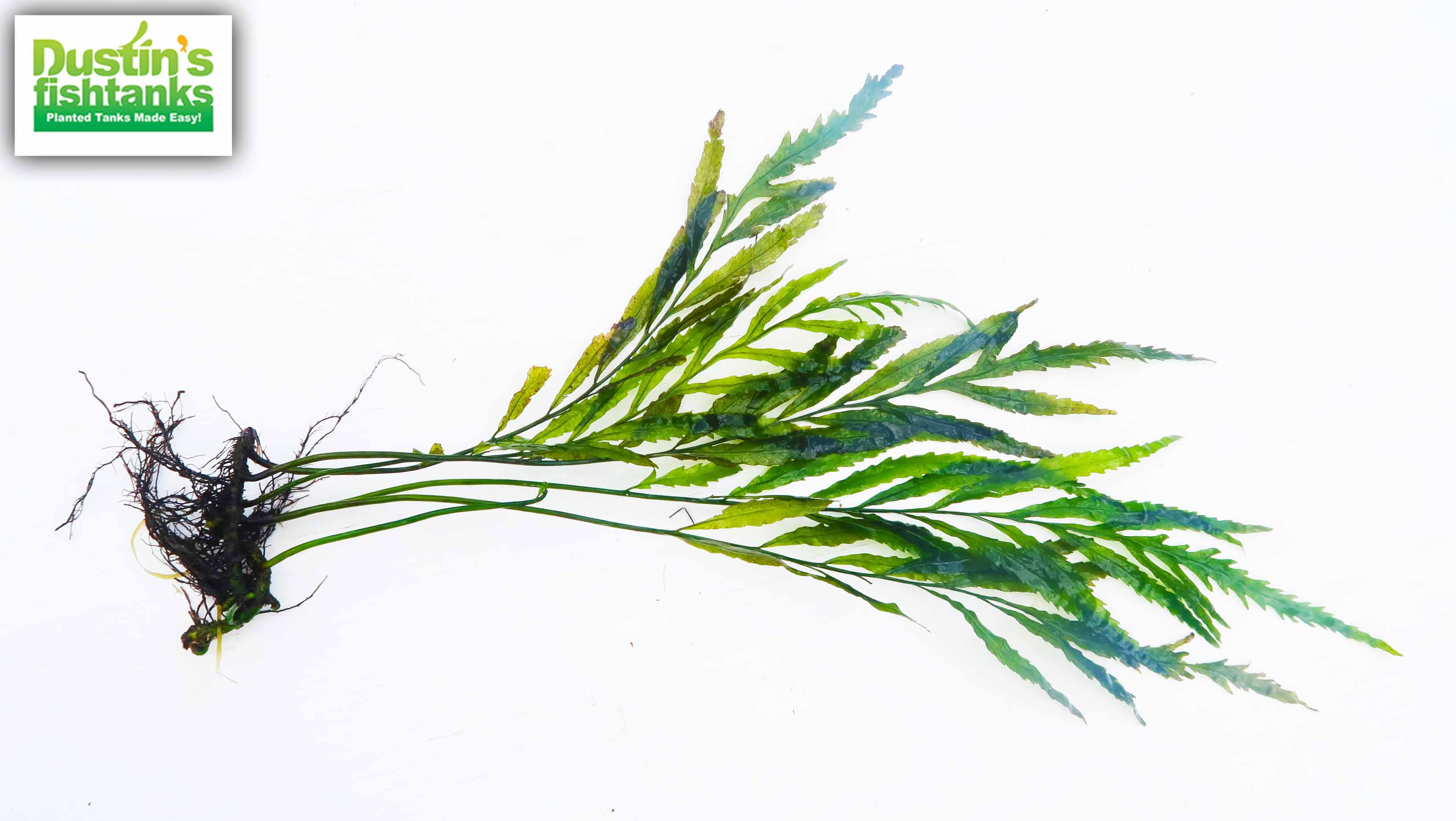 Bolbitis_Heudelotii_African Water Fern_aquarium_plant_for_sale