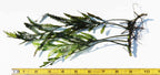 Bolbitis_Heudelotii_African Water Fern_aquarium_plant_for_sale