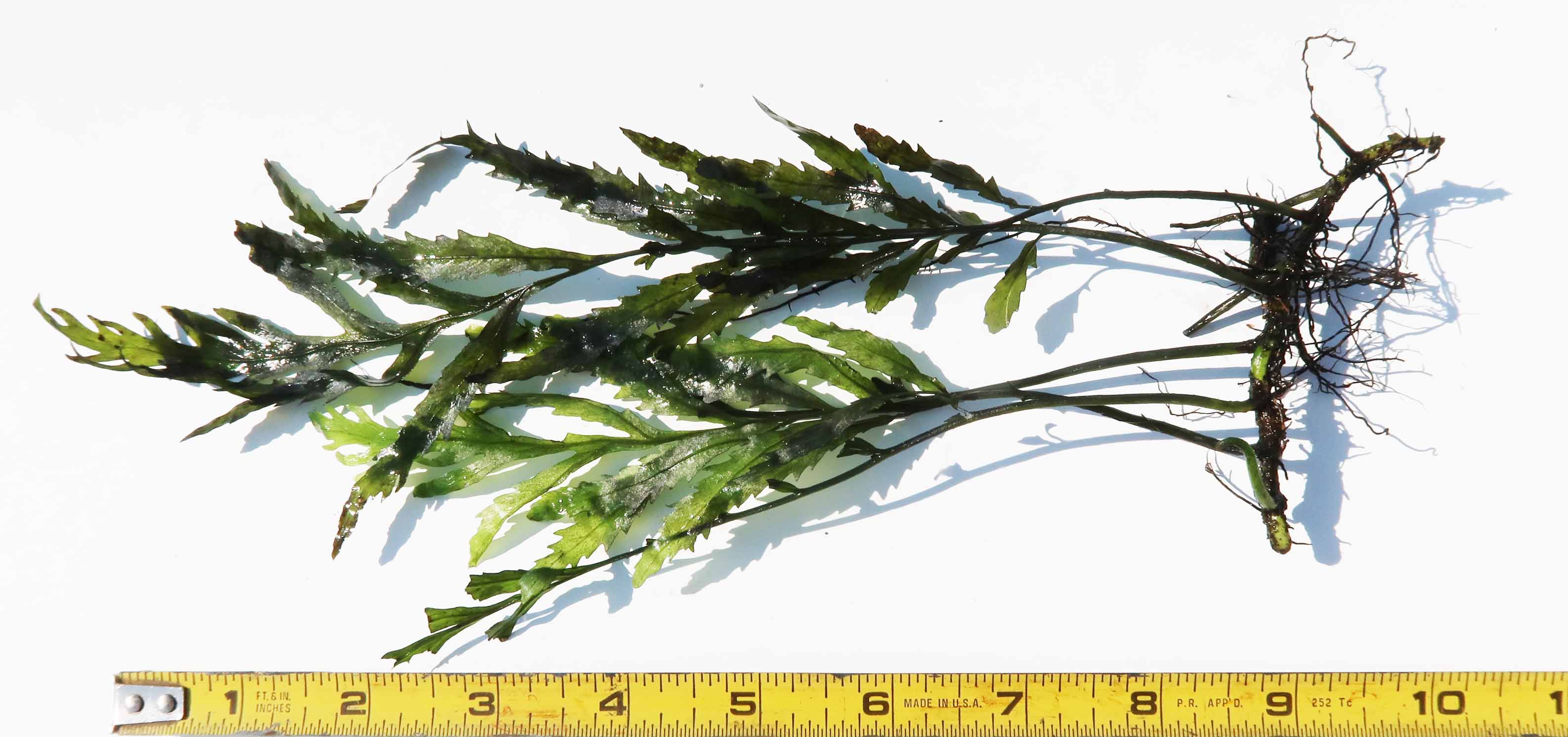 Bolbitis_Heudelotii_African Water Fern_aquarium_plant_for_sale
