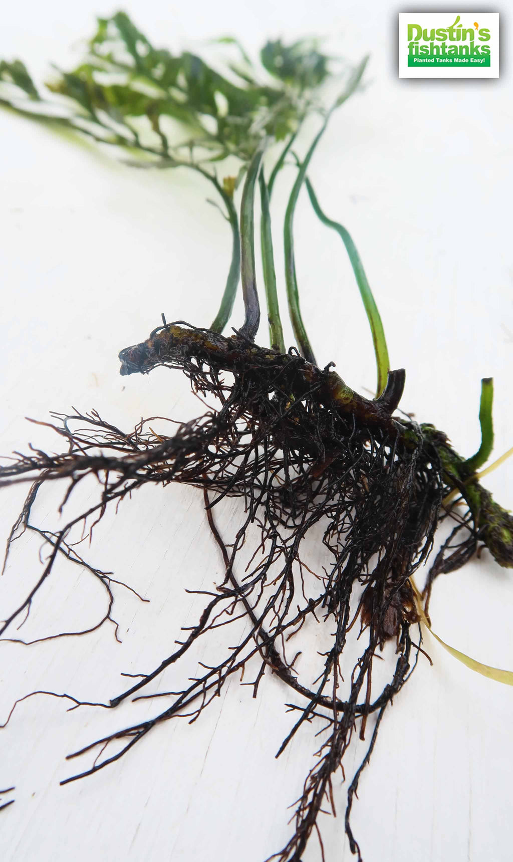 Bolbitis_Heudelotii_African Water Fern_aquarium_plant_for_sale