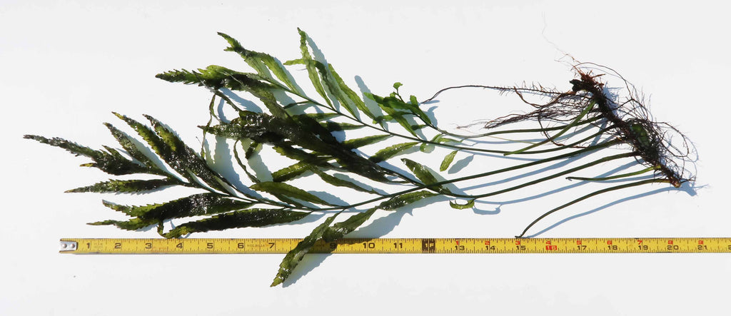 Bolbitis_Heudelotii_African Water Fern_aquarium_plant_for_sale