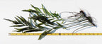 Bolbitis_Heudelotii_African Water Fern_aquarium_plant_for_sale