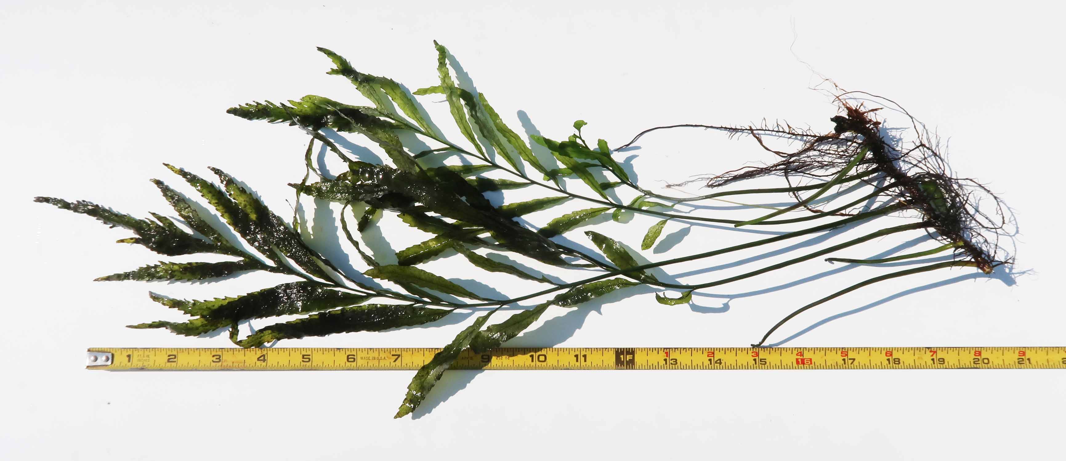 Bolbitis_Heudelotii_African Water Fern_aquarium_plant_for_sale