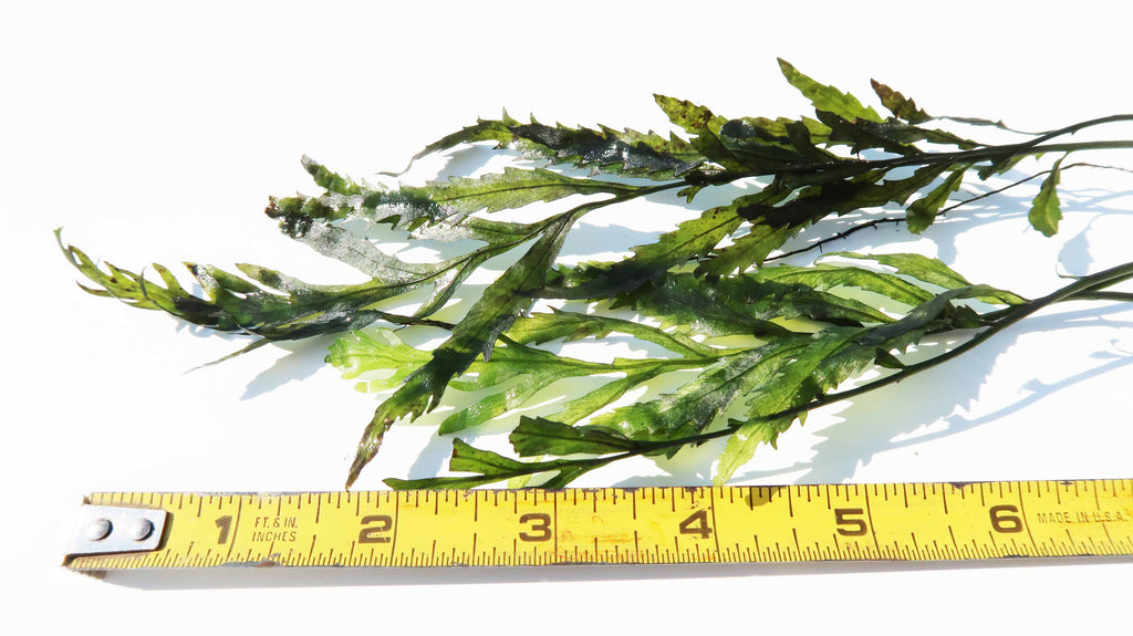 Bolbitis_Heudelotii_African Water Fern_aquarium_plant_for_sale