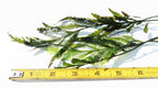 Bolbitis_Heudelotii_African Water Fern_aquarium_plant_for_sale