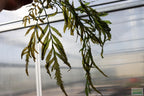 Bolbitis_Heudelotii_African Water Fern_aquarium_plant_for_sale
