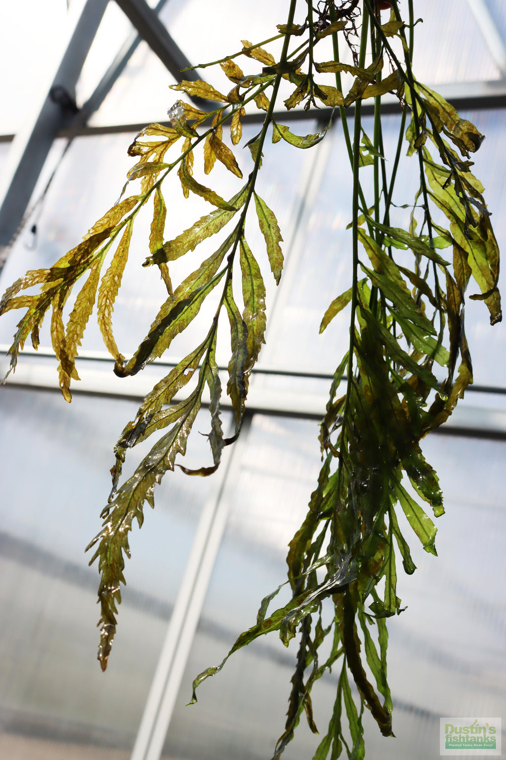 Bolbitis_Heudelotii_African Water Fern_aquarium_plant_for_sale
