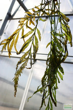 Bolbitis_Heudelotii_African Water Fern_aquarium_plant_for_sale
