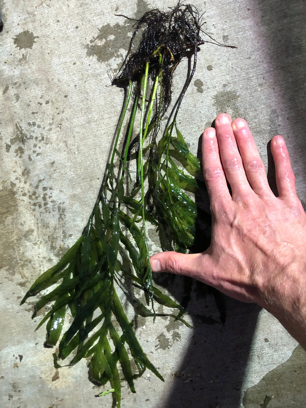 Bolbitis_Heudelotii_African Water Fern_aquarium_plant_for_sale
