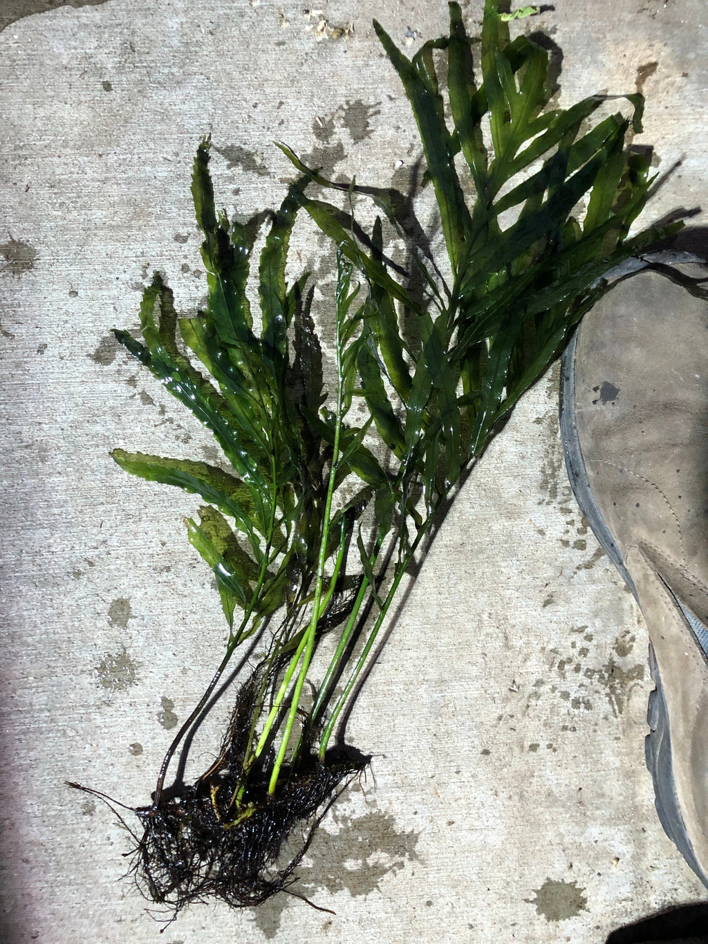 Bolbitis_Heudelotii_African Water Fern_aquarium_plant_for_sale