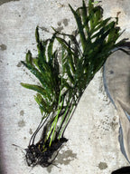 Bolbitis_Heudelotii_African Water Fern_aquarium_plant_for_sale