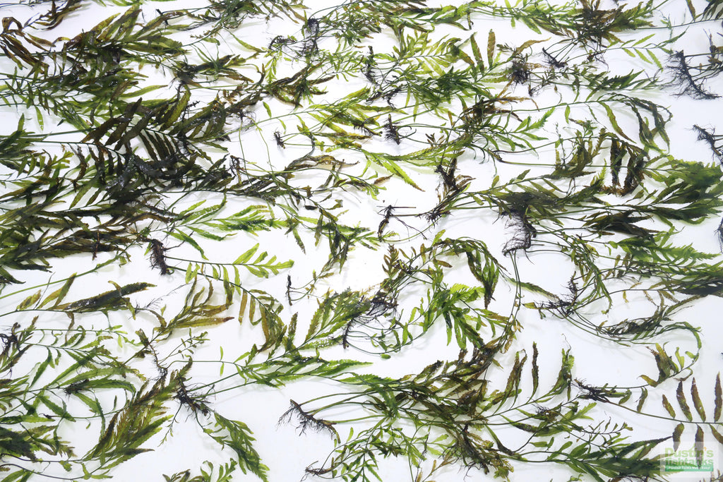 Bolbitis_Heudelotii_African Water Fern_aquarium_plant_for_sale