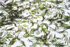 Bolbitis_Heudelotii_African Water Fern_aquarium_plant_for_sale