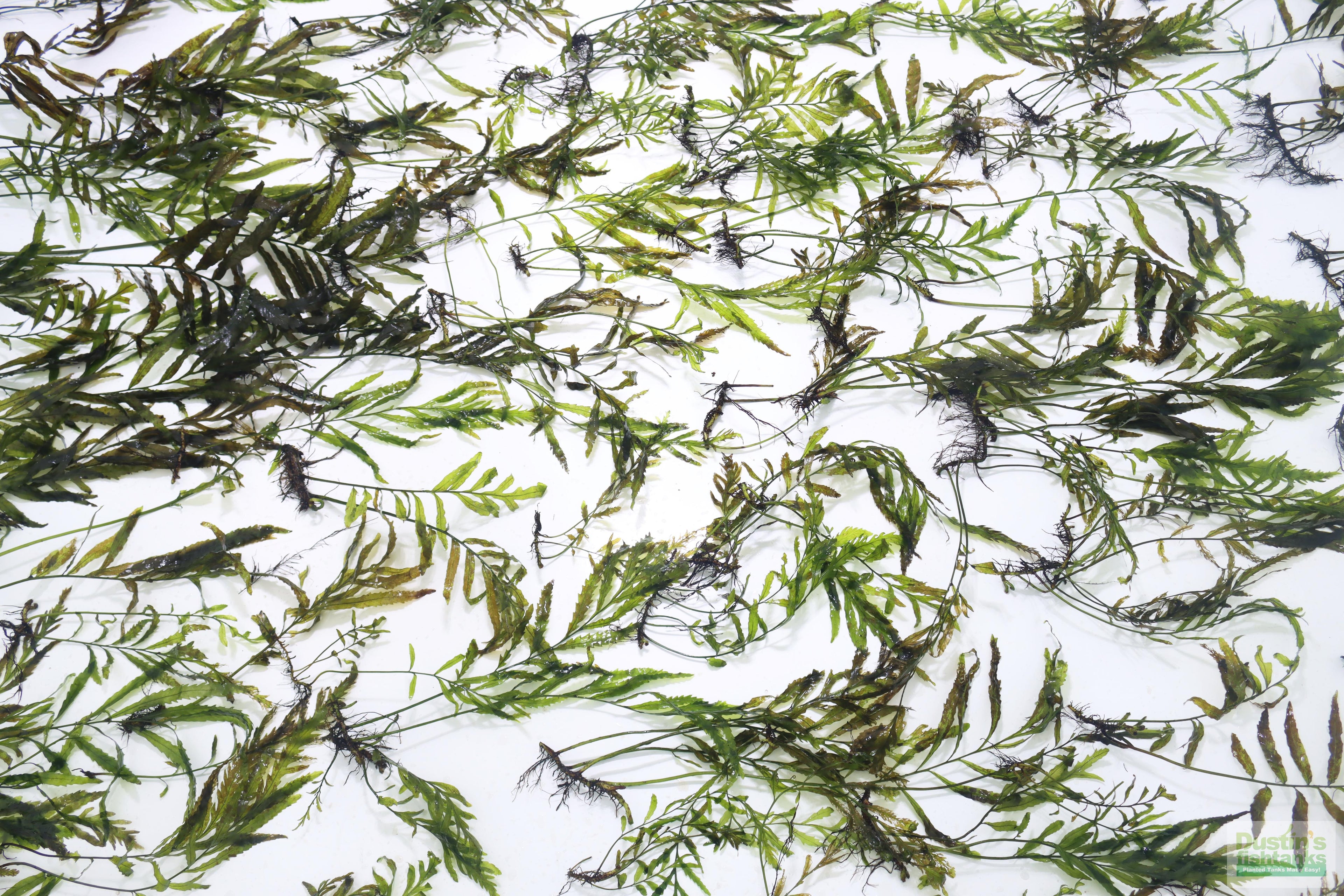 Bolbitis_Heudelotii_African Water Fern_aquarium_plant_for_sale