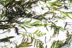 Bolbitis_Heudelotii_African Water Fern_aquarium_plant_for_sale