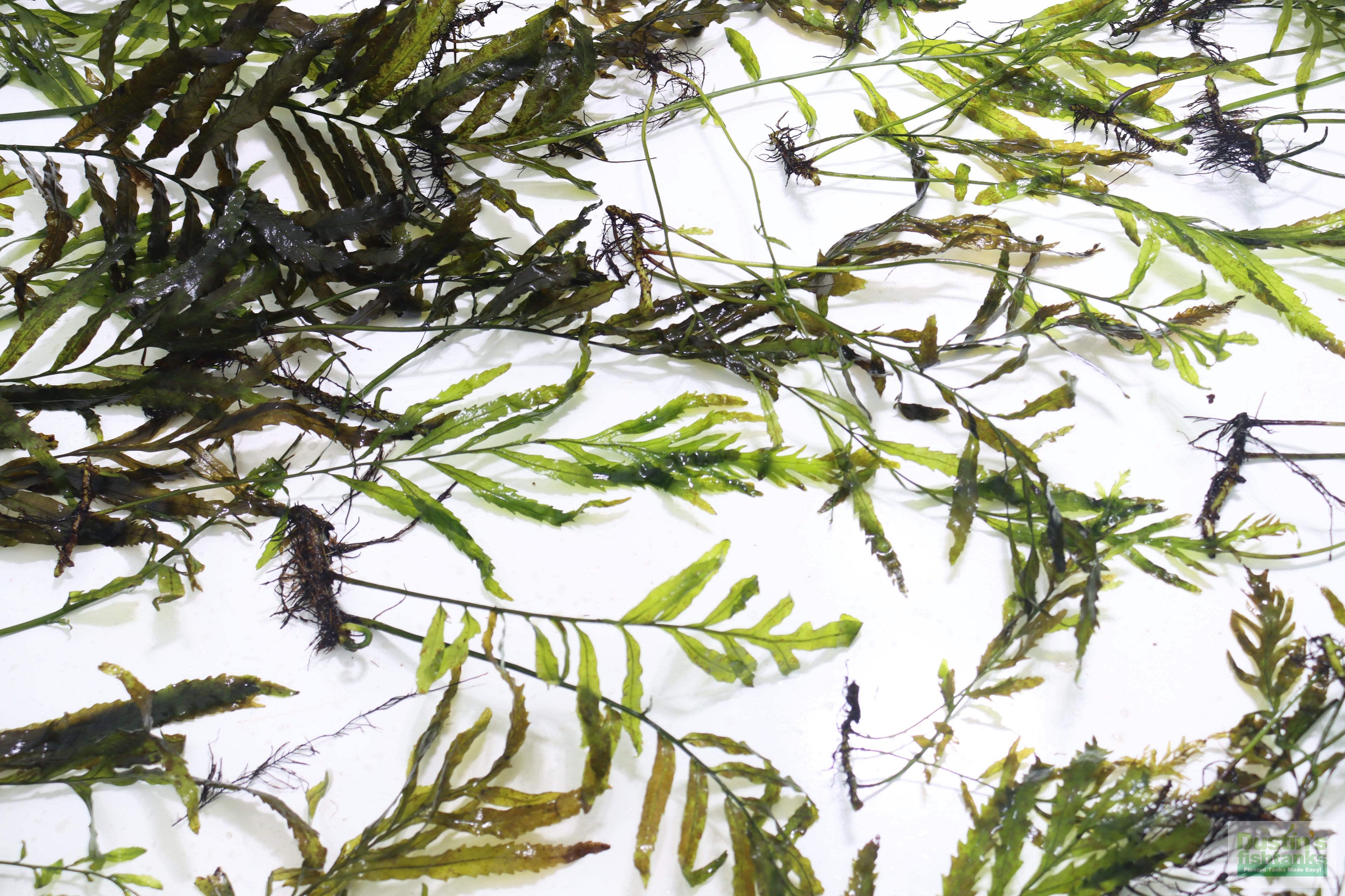 Bolbitis_Heudelotii_African Water Fern_aquarium_plant_for_sale