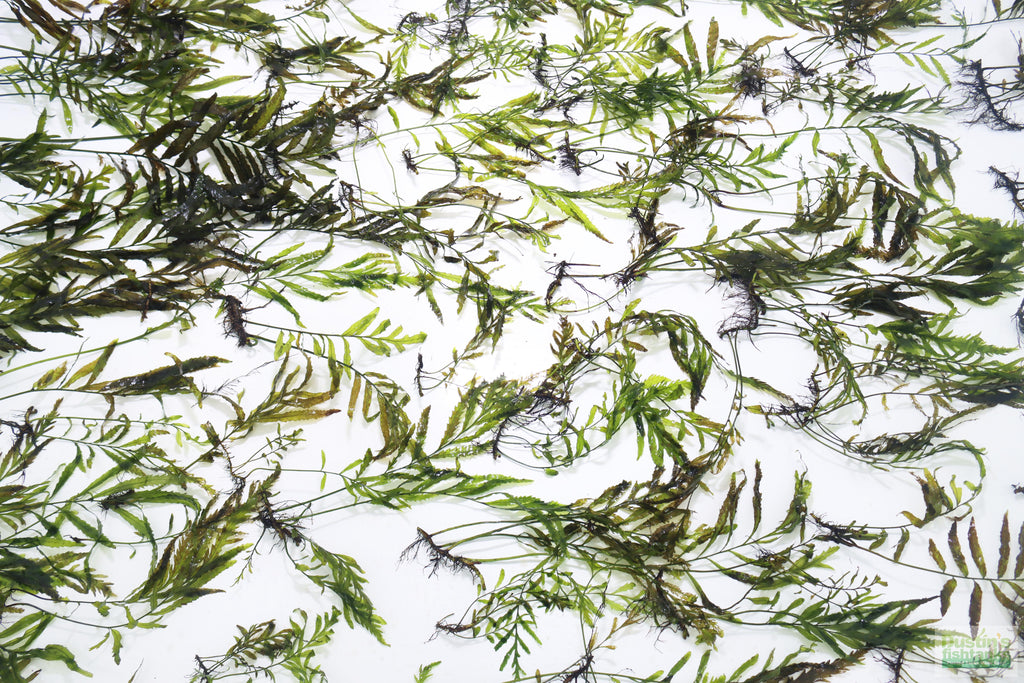 Bolbitis_Heudelotii_African Water Fern_aquarium_plant_for_sale