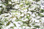Bolbitis_Heudelotii_African Water Fern_aquarium_plant_for_sale