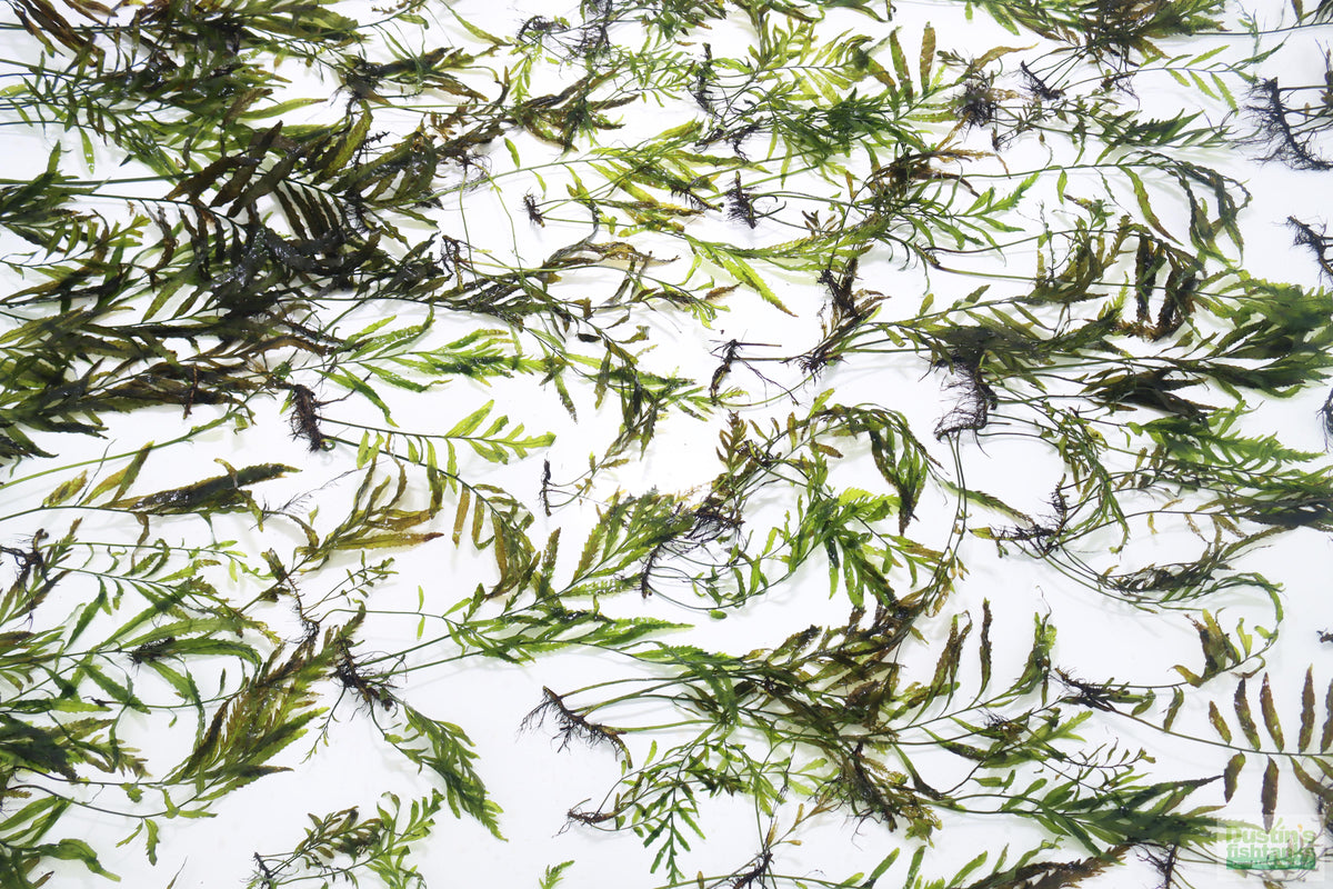 Bolbitis_Heudelotii_African Water Fern_aquarium_plant_for_sale
