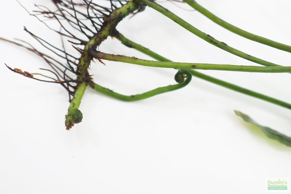 Bolbitis_Heudelotii_African Water Fern_aquarium_plant_for_sale