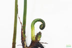 Bolbitis_Heudelotii_African Water Fern_aquarium_plant_for_sale