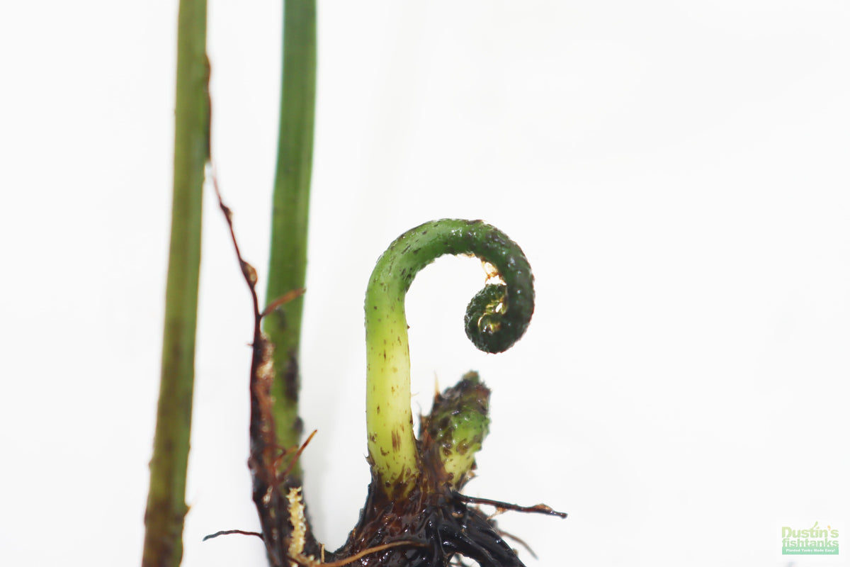 Bolbitis_Heudelotii_African Water Fern_aquarium_plant_for_sale
