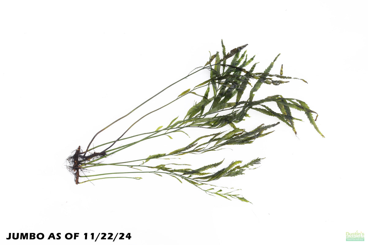 Bolbitis_Heudelotii_African Water Fern_aquarium_plant_for_sale
