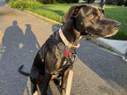 No-Pull Dog Harness product image 15