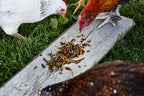 Chicken Treats product image 3