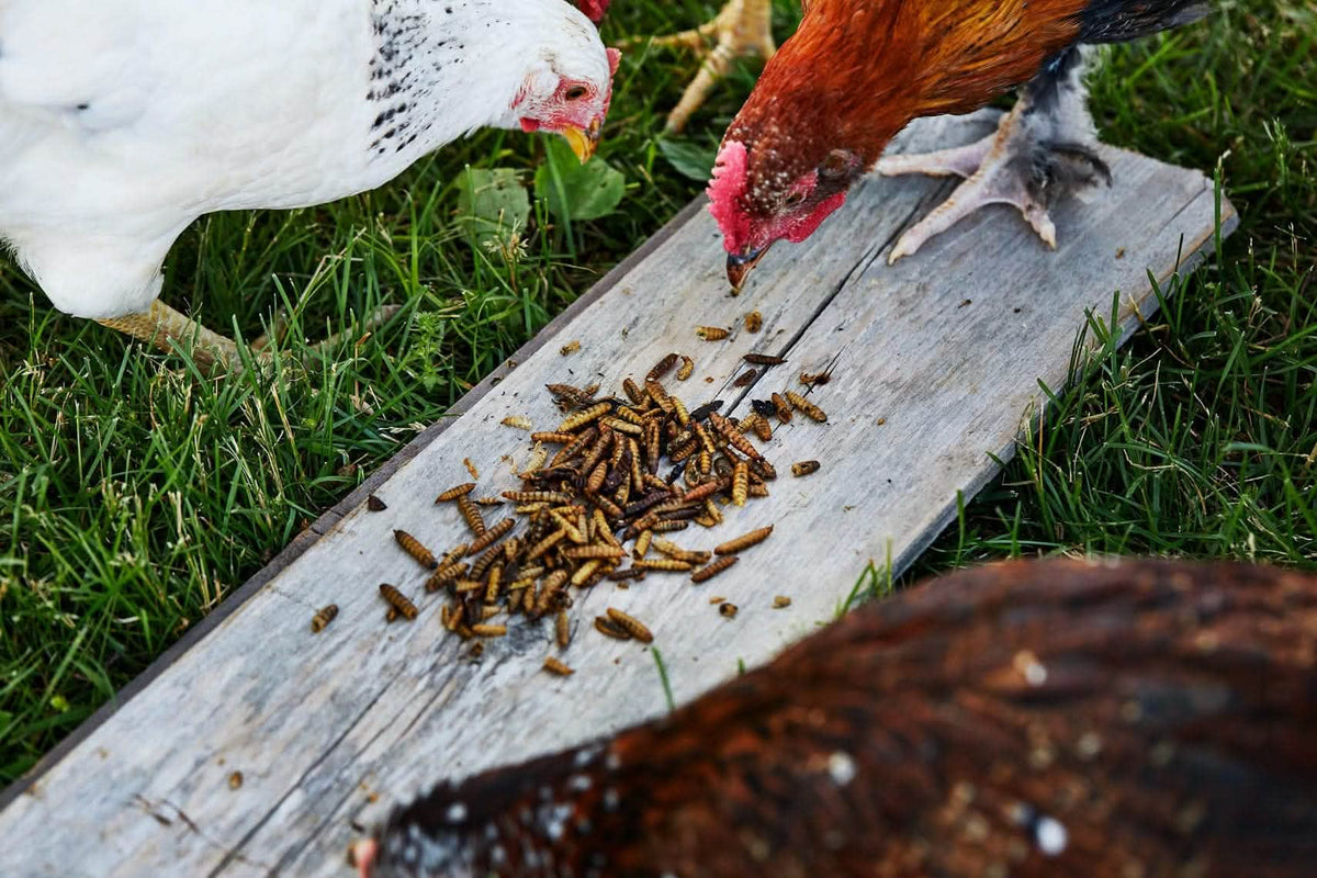 Chicken Treats product image 3