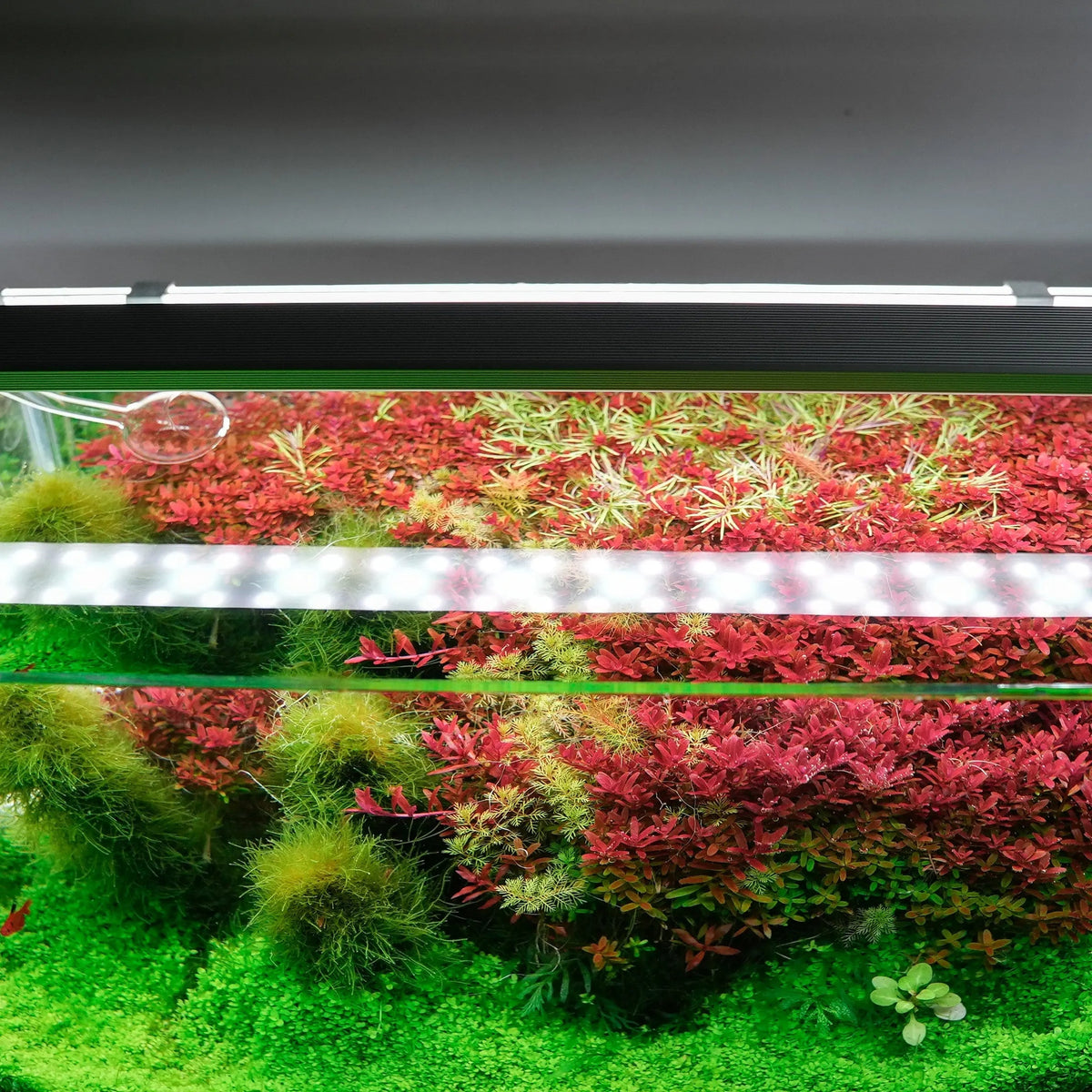 App-Controlled Aquarium LED Light product image 11